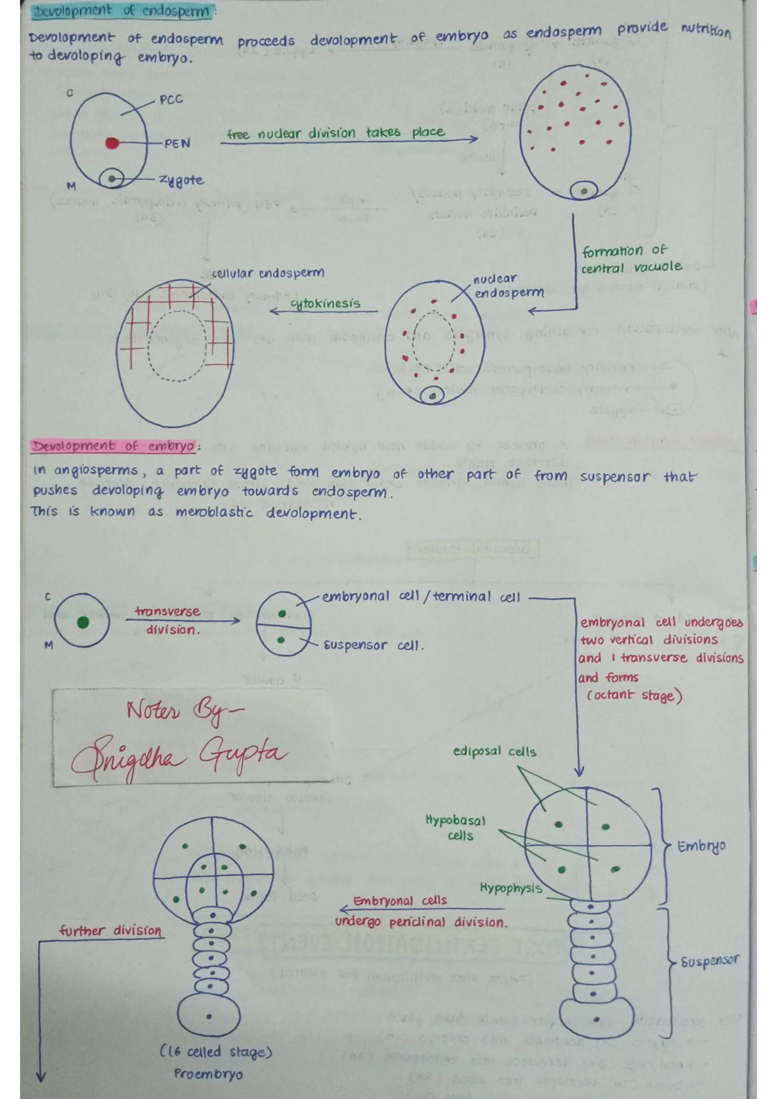 Sexual Reproduction in Flowering Plants - Biology Short Notes 📚