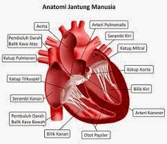 Sistem Peredaran Darah Manusia