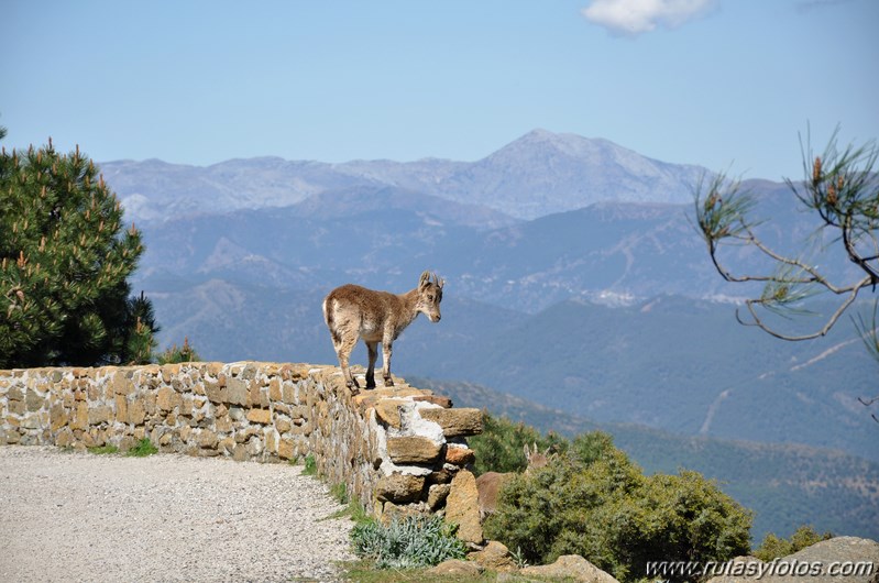 Los Reales de Sierra Bermeja