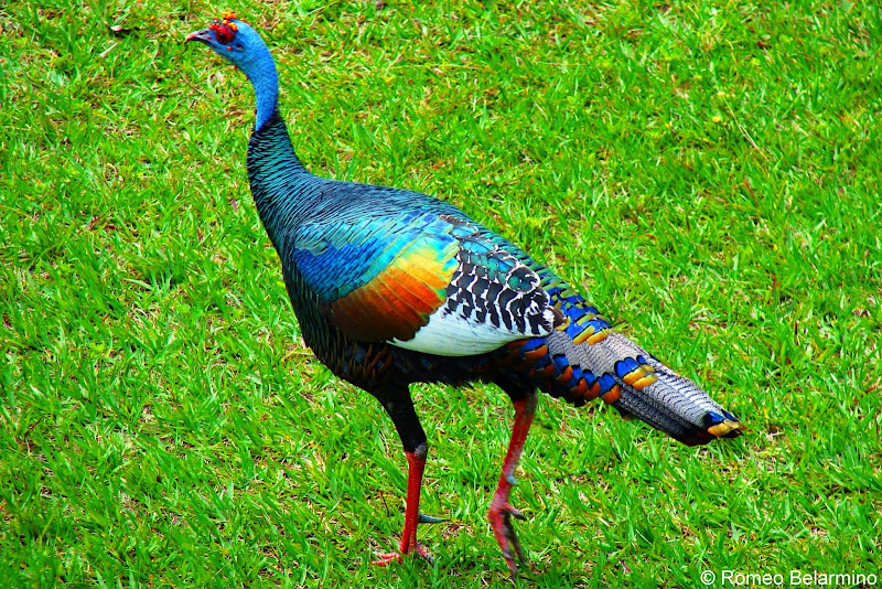 Guatemalan Ocellated Turkey in Tikal