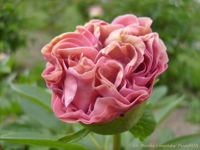 'CARNATION BOUQUET'