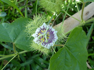 Passiflora foetida - Passiflore fétide -  Passiflore poc-poc