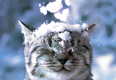 Cats in the Snow Seen On www.coolpicturegallery.us