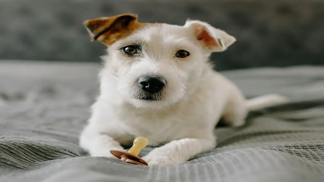 Dog on the bed