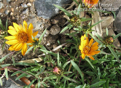 Chinita (Chaetanthera elegans)