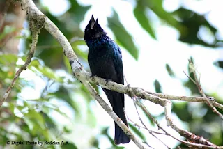 Drongo feeding behavior Lesser Racquet-tailed Drongo (Dicrurus remifer)