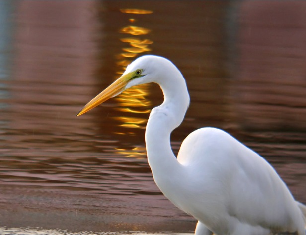 Beautiful Bird Photo