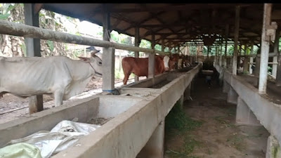 Kelompok Ternak Asri Jaya, Desa Taman Asri Lamtim Berkembang Biak Dengan Baik