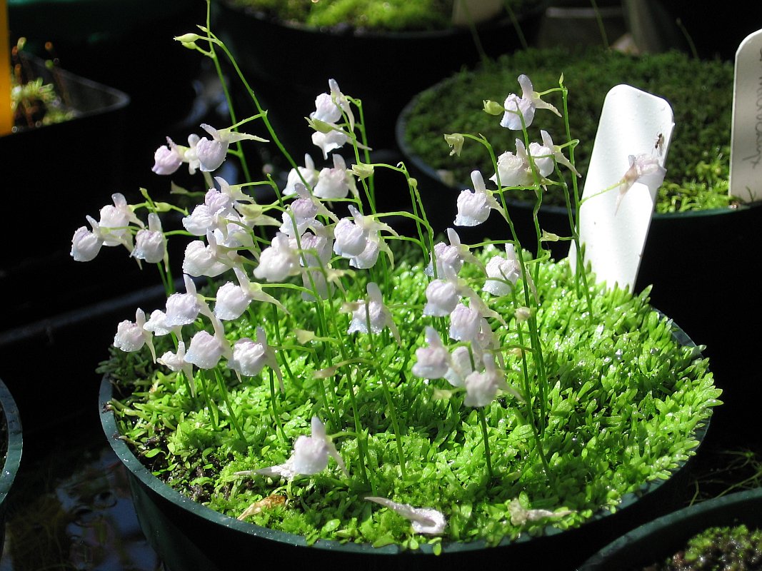  Utricularia 