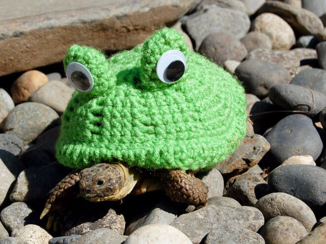 Adorable Pictures Of Tortoises Dressed In Cute Warm Clothes