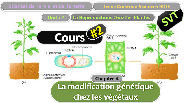 Télécharger | Cours | Tronc commun  Sciences  > La modification génétique chez les végétaux  (TCS Biof)  SVT  #2 plantes