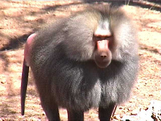 baboon