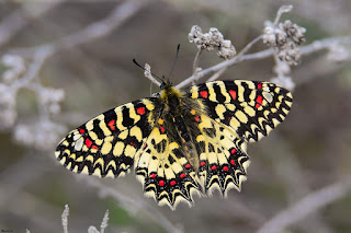 mariposa-arlequin-zerynthia-rumina-posada-