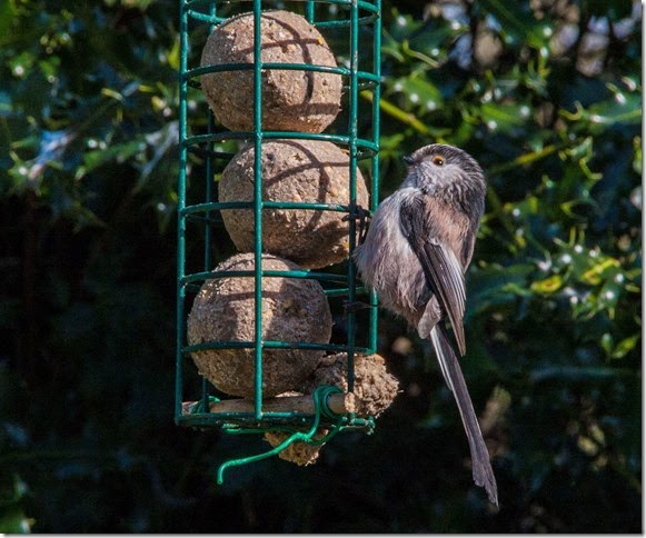 long tailed tit