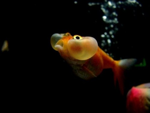 beautiful Bubble Eye Goldfish