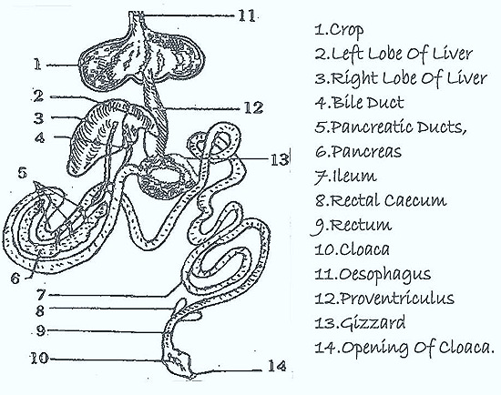 digestive-system-bird