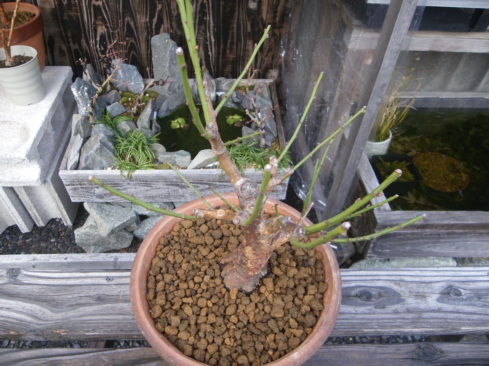 梅の盆栽の植え替えの方法 初心者でも簡単に成功できます メダカの大工