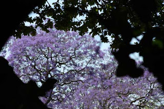 Looking Up At A Jacaranda Tree in Johannesburg.