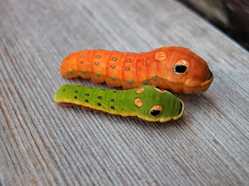 Funny animals of the week - 21 February 2014 (40 pics), cute caterpillar picture