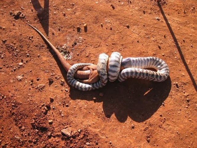 snake eats lizard, python eats lizard three times its size, snake vs lizard