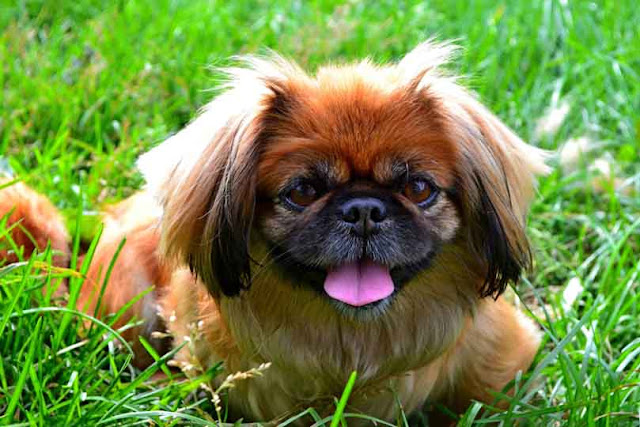 Pekingese dog