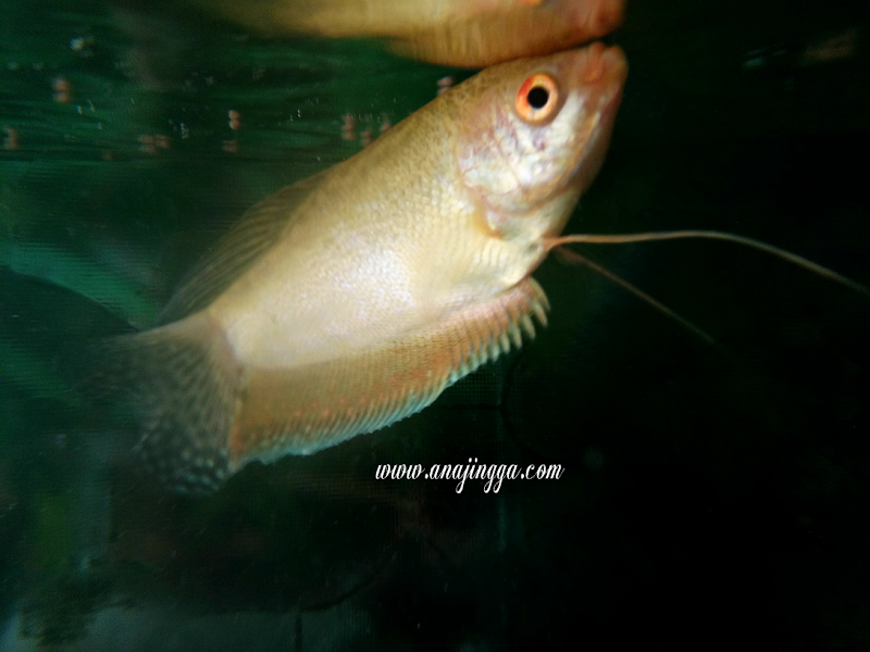 Kisah Ikan Puyu Dan Ikan Emas