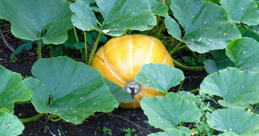 How to grow pumpkins