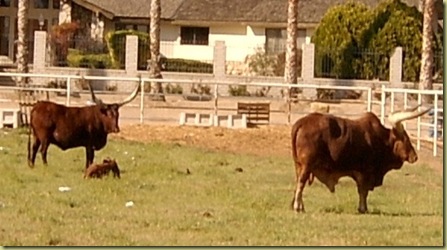 LongHornFamily