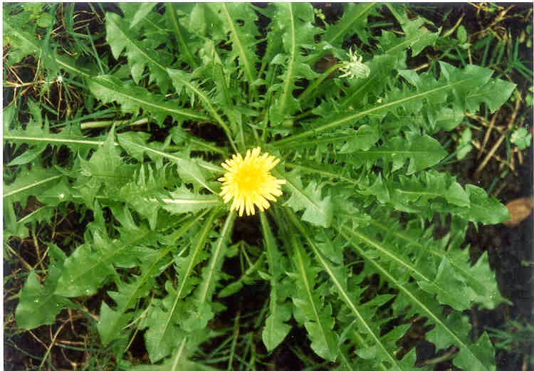 Herb Info Indonesia: Tempuyung (Sonchus arvensis), cure kidney stone