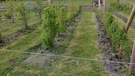 allotment growing in May