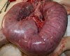 Piometra - Você Sabe o que é Isso?