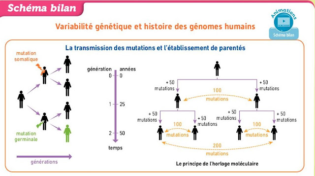 تحميل درس " variabilité génétique" بحلة جديدة وفق برنامج 2019 باللغة الفرنسية