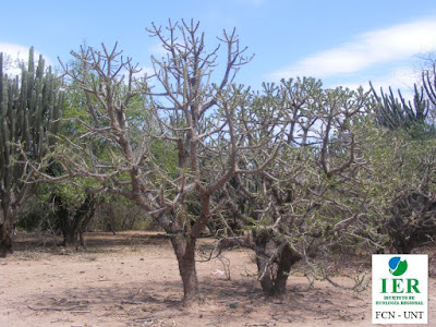 Sacharosa hembra (Quiabentia verticillata)