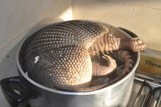 Funny Armadillos