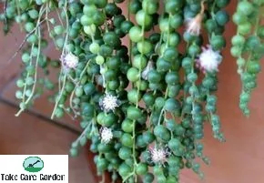 Rosário Senecio Rowleyanus: The Fascinating String of Pearls Plant