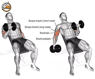 5 Bicep Exercises for Bigger Arms