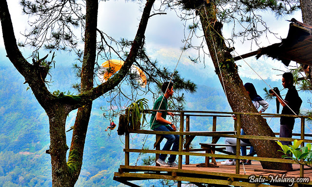 omah kayu, diantara pohon-pohon menjulang