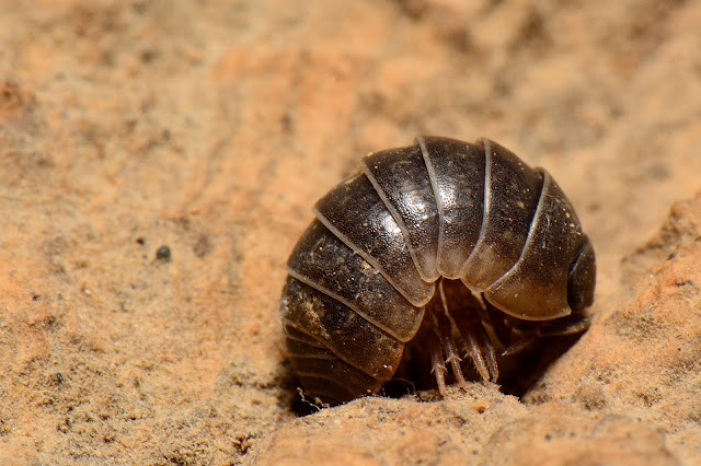 Armadillidium vulgare