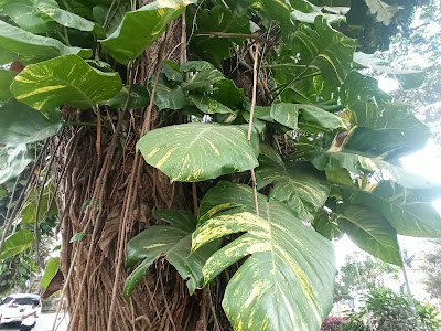 Epipremnum aureum, Sirih Gading Yang Semi Epifit