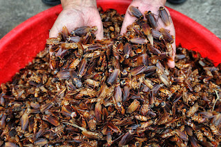 Cockroach Farming is a Booming Business in China