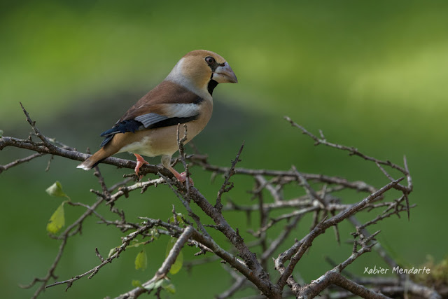 Mokolodia, coccothraustes coccothraustes, Picogordo