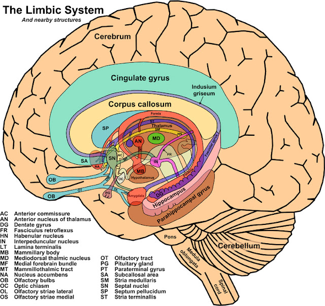 Estructuras del sistema límbico, en inglés.