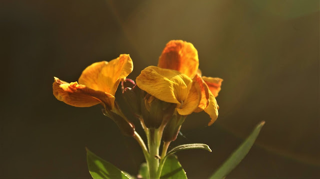 Plant met een verhaal