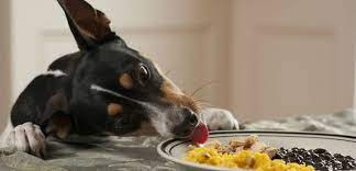  What is the best food for your dog?