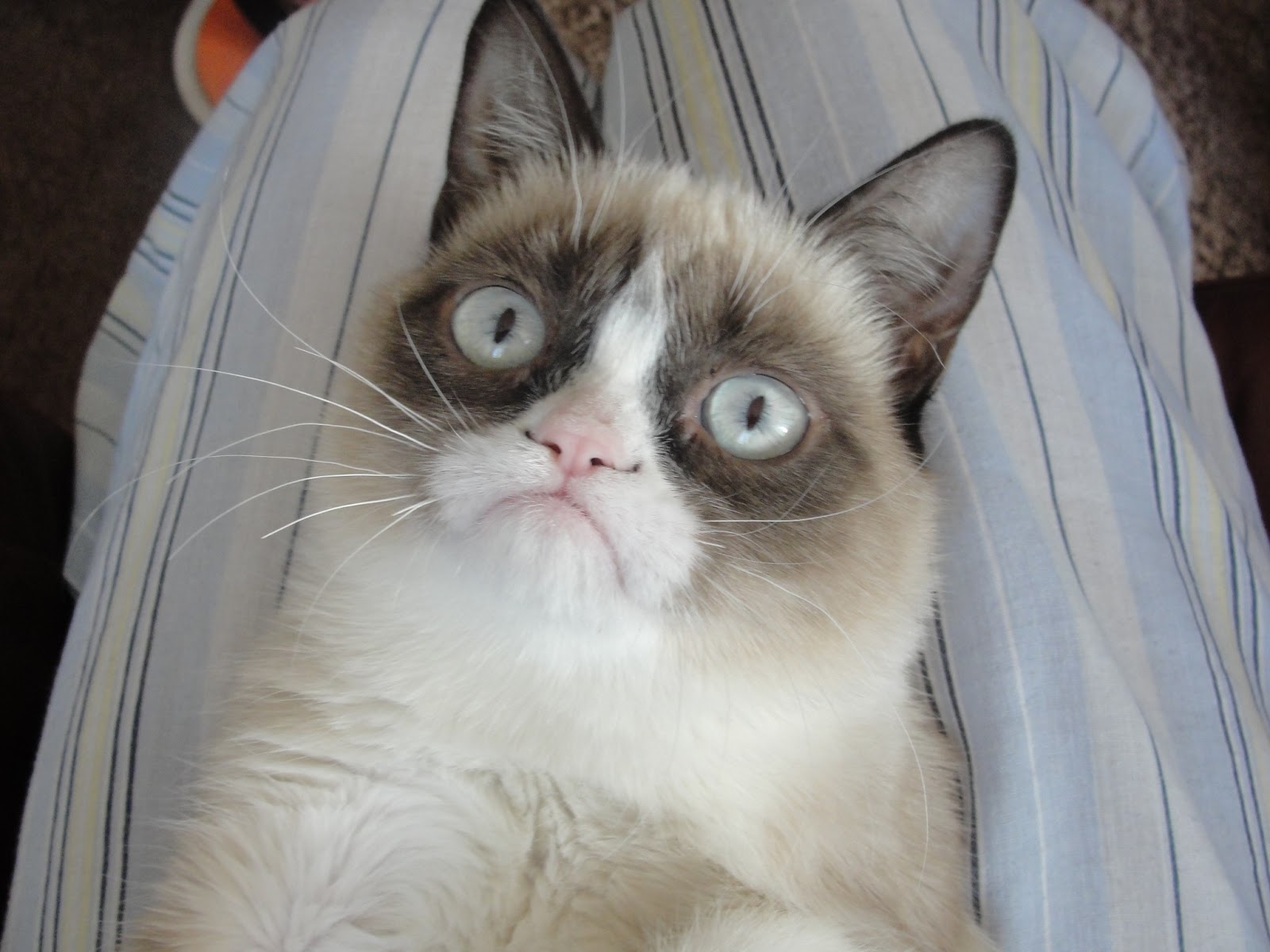 Grumpy Cat Angry Face Funny Collection World Grumpy Cat Angry Face Funny Collection World