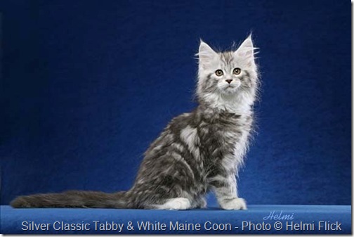 Maine Coon cat sitting