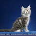 Maine Coon cat pic 1