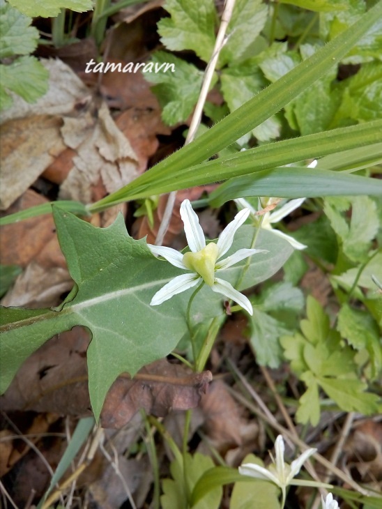 Ллойдия трёхцветковая (Lloydia triflora, =Ornithogalum triflorum, =Gagea triflora)