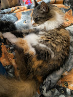 A calico cat asleep on a fleece blanket.