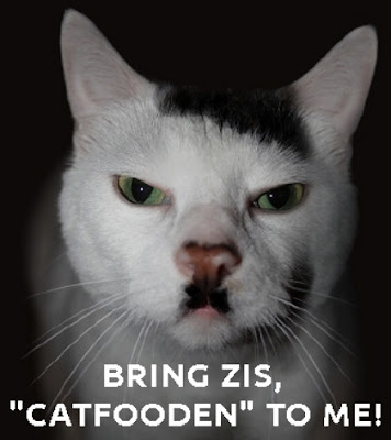 cat that looks like hitler KITLER